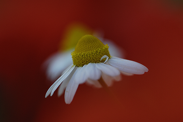 Alcune foto di camomilla tra i papaveri.